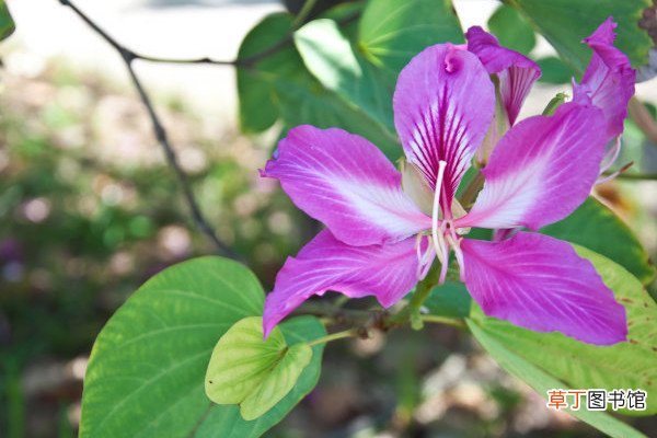 【花】紫荆花树移植的注意事项