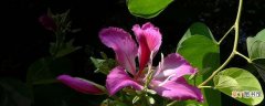 【花】紫荆花是先开花后长叶吗
