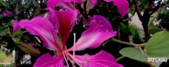 【花】紫荆花花蕊是什么颜色