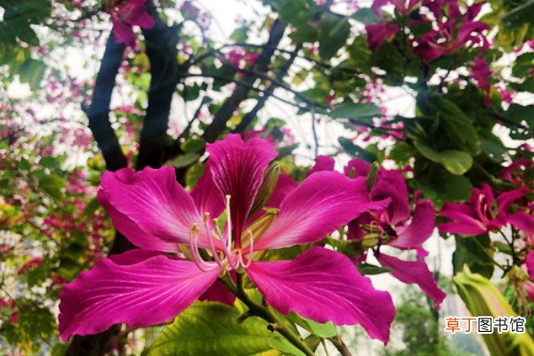 【花】紫荆花盆栽的养殖方法和注意事项
