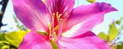 【花】紫荆花盆栽的养殖方法和注意事项