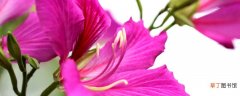【花】紫荆花的有几个花蕊