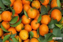 【橙子】砂糖桔能嫁接橙子吗 砂糖桔和橙子的嫁接方法