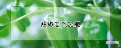 【方法】甜椒施肥方法