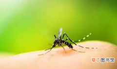 【叮咬】蚊子咬了消肿慢是什么原因?蚊子咬了怎么消肿止痒最快