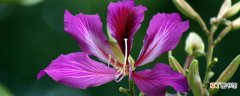 【花】紫荆花和羊蹄甲是一种花吗