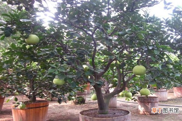【柚子】盆栽柚子树怎么养 有哪些注意事项