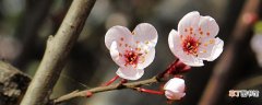 【花】樱花病虫害症状与防治
