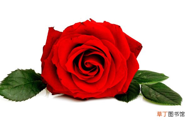 【玫瑰】101朵玫瑰代表什么意思