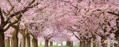【花】樱花树栽培技术与管理
