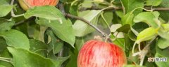 【夏季】苹果树夏季怎么修剪