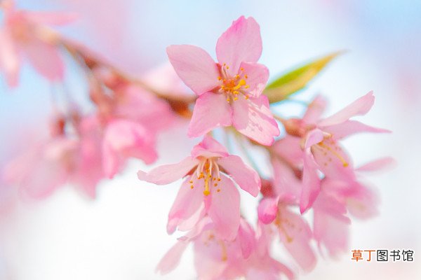 【花】日本樱花几月份开花