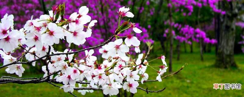 【花】日本樱花几月份开花