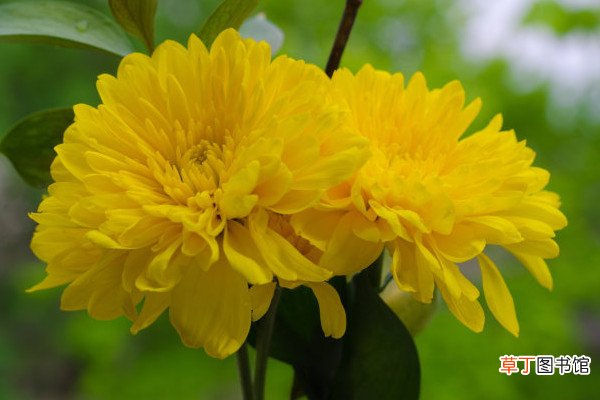 【花】菊花的叶子黄了怎么办
