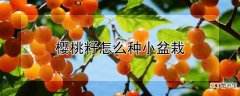 【盆栽】樱桃籽种小盆栽的方法