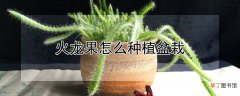 【种植】火龙果种植盆栽的方法