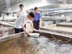 扬州高邮：一只虾撬动富民大产业今年预计将繁育虾苗35亿尾
