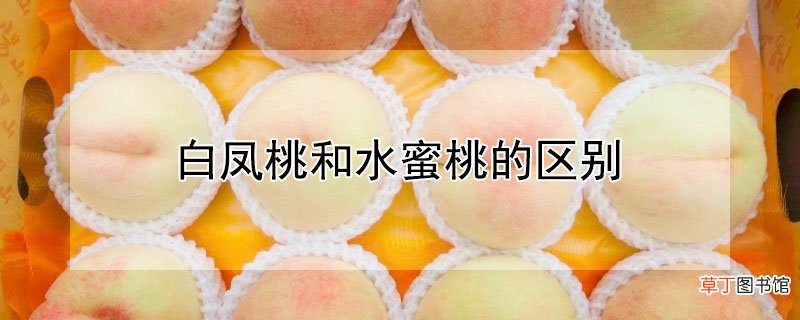 【区别】白凤桃与水蜜桃有什么区别