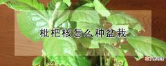 【枇杷】盆栽枇杷核的种植方法