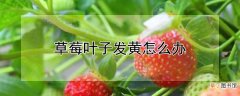 【叶子】草莓叶子发黄的处理方法