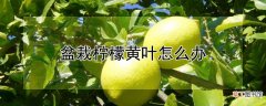 【柠檬】盆栽柠檬黄叶的处理方法