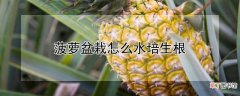 【菠萝】盆栽菠萝水培生根方法