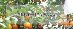 【橘子】盆栽橘子树叶子发黄的处理方法