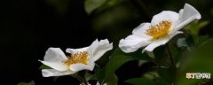 【种植】野生金樱子与种植的有区别吗