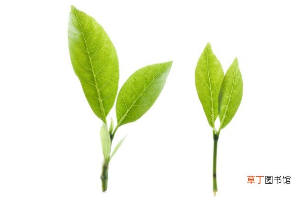 【种植】茶叶怎么种植