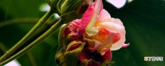 【花】芙蓉花有几种品种