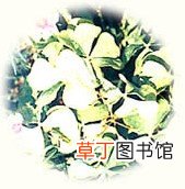 【花卉大全】酢浆草黄叶病