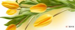 【香】已经长出芽的郁金香的种植方法和时间