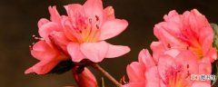 【杜鹃】春天的杜鹃花是什么颜色