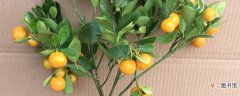 【养殖方法】金桔树的养殖方法
