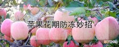 【花期】苹果花期怎么防冻