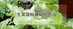 【方法】生菜苗枯黄的防治方法
