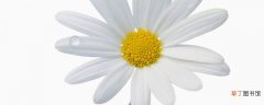 【花】菊花代表什么象征意义