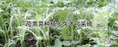 【种植】茼蒿菜种植多长时间采摘