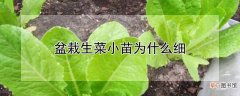 【原因】盆栽生菜小苗长得细的原因