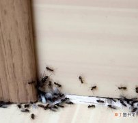 夏季厨房苍蝇、蚂蚁到处爬？跟我学4个小妙招，苍蝇蚂蚁都不敢来