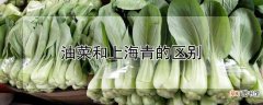 【区别】油菜与上海青有什么区别