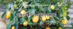 【柠檬】盆栽柠檬的修剪时间
