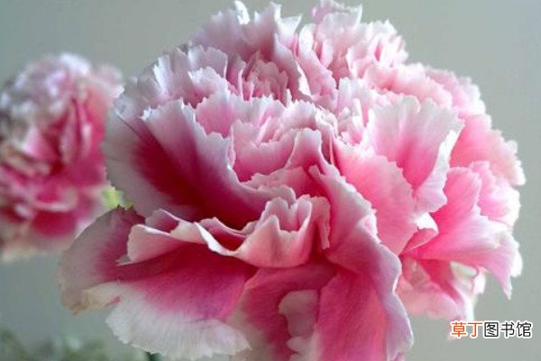 【花】康乃馨属于什么样的花粉