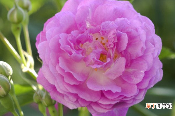 【花】蔷薇花种子种植法