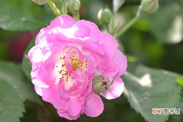 【花】蔷薇花种子种植法