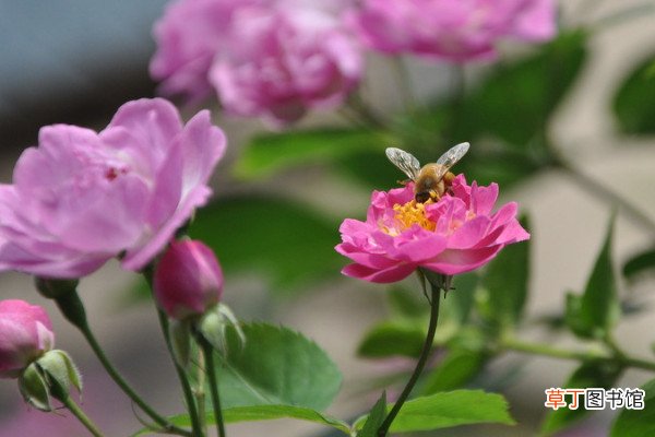 【花】蔷薇种几年才开花