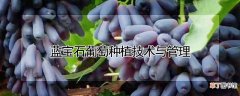 【种植】蓝宝石葡萄怎么种植