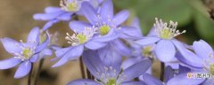 【季节】紫罗兰是哪个季节的花