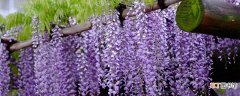 【种植】紫罗兰种植时间和方法