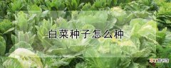【种植方法】白菜种子种植方法